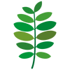 Sophora Flavescens