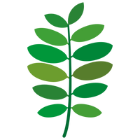 Sophora Flavescens